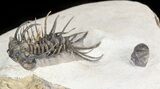 Spiny Koneprusia Trilobite - Foum Zguid, Morocco #44511-4